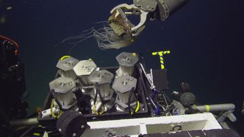 Media type: image;   Invertebrate Zoology 153117 Description: live specimen;